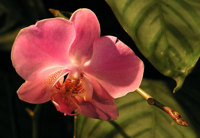 Orchidea.27.JPG - OLYMPUS DIGITAL CAMERA